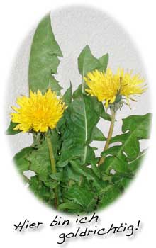 Skadi Kopf Tierheilpraktikerin aus Hannover